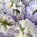 Keukenhof 2012 – Hyacinth