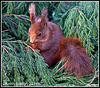 British Wildlife Centre