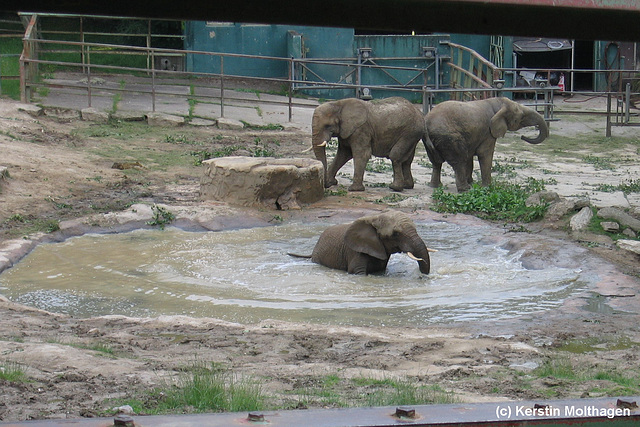 Afrikanische Elefanten (Opel-Zoo)