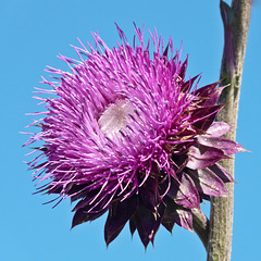 Nodding Thistle