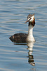 Great Crested Grebe