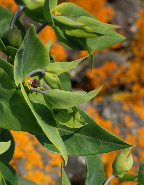 Euphorbia lathyris