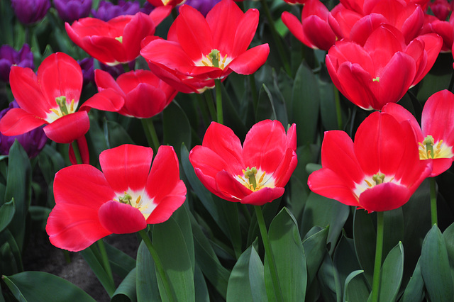 ipernity: Keukenhof 2012 – Tulip Rosy Delight - by Michiel 2005