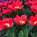 Keukenhof 2012 – Tulip Rosy Delight