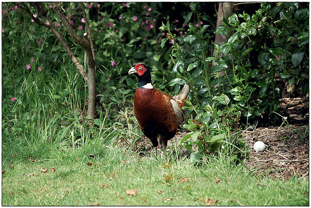 Pheasant