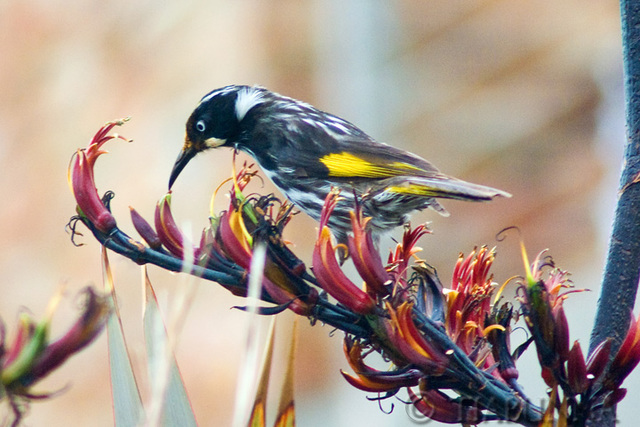 New Holland Honeyeater