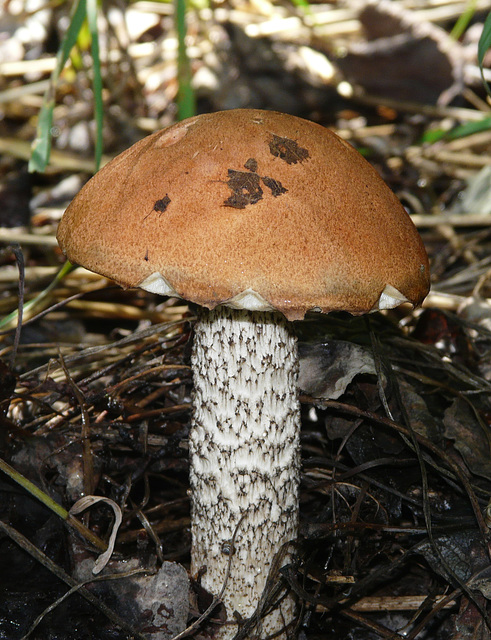 Bolete mushroom