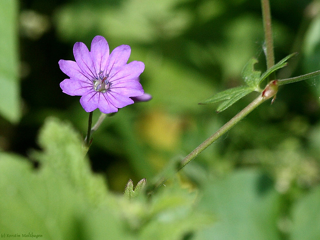 Blümchen (Leintalzoo Schwaigern)