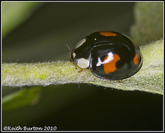 Ladybird