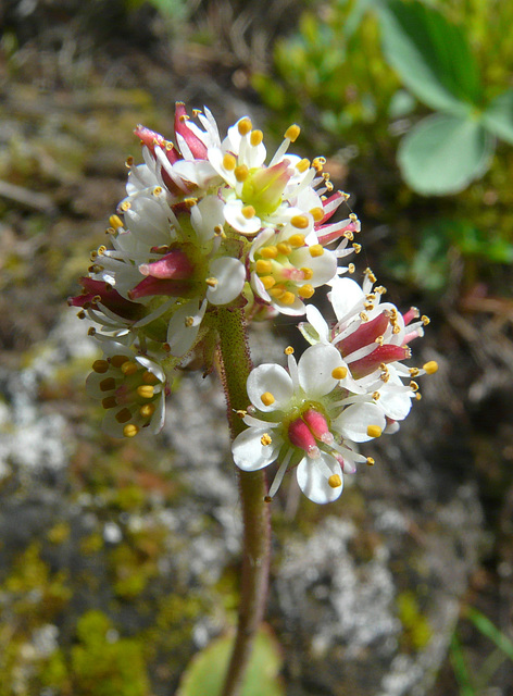 An alpine Saxifrage