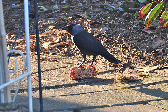 Jackdaw and some nuts