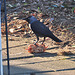 Jackdaw and some nuts