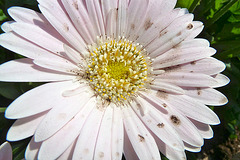 Keukenhof 2012 – Flower