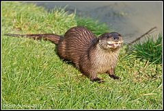 British Wildlife Centre