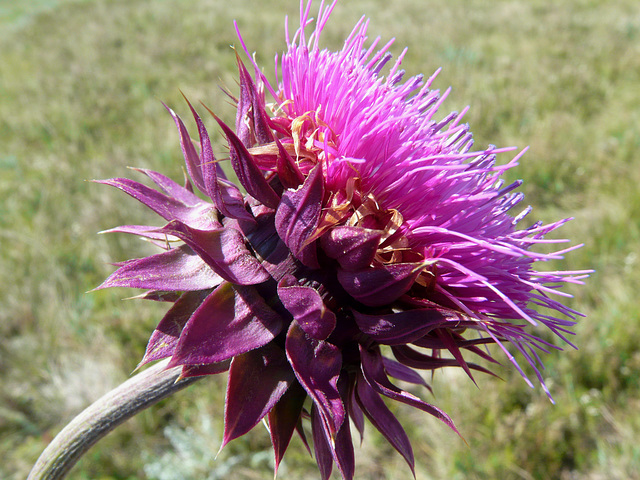 Nodding Thistle