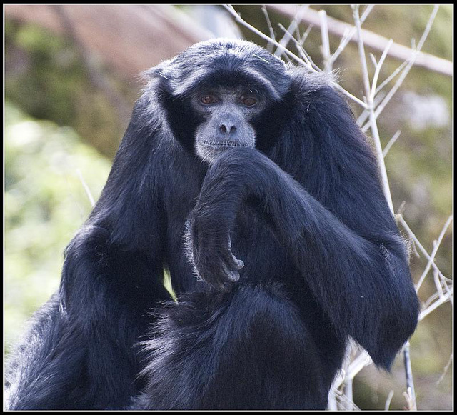 Siamang Gibbon - Marwell Zoo