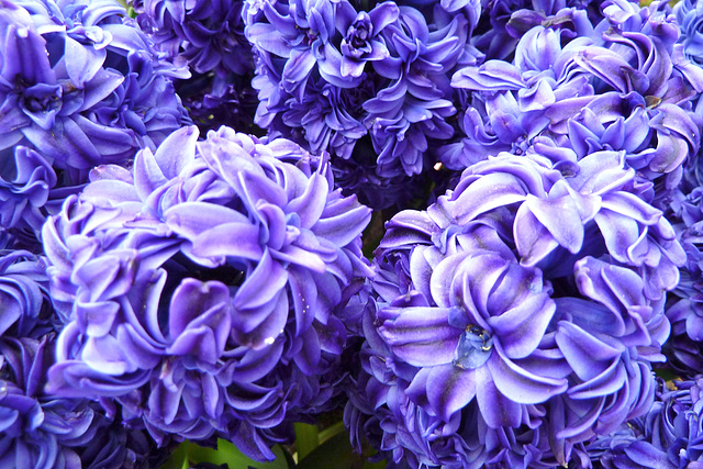 Keukenhof 2012 – Hyacinth