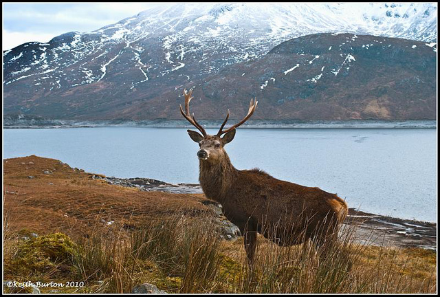 Stag, Tomdoun