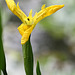 Iris (Leintalzoo Schwaigern)