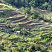 Terracing for crops