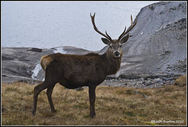 Scottish Stag