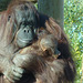 monkey world ape rescue centre, dorset