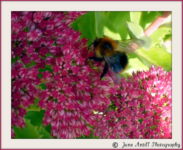 Another busy bee