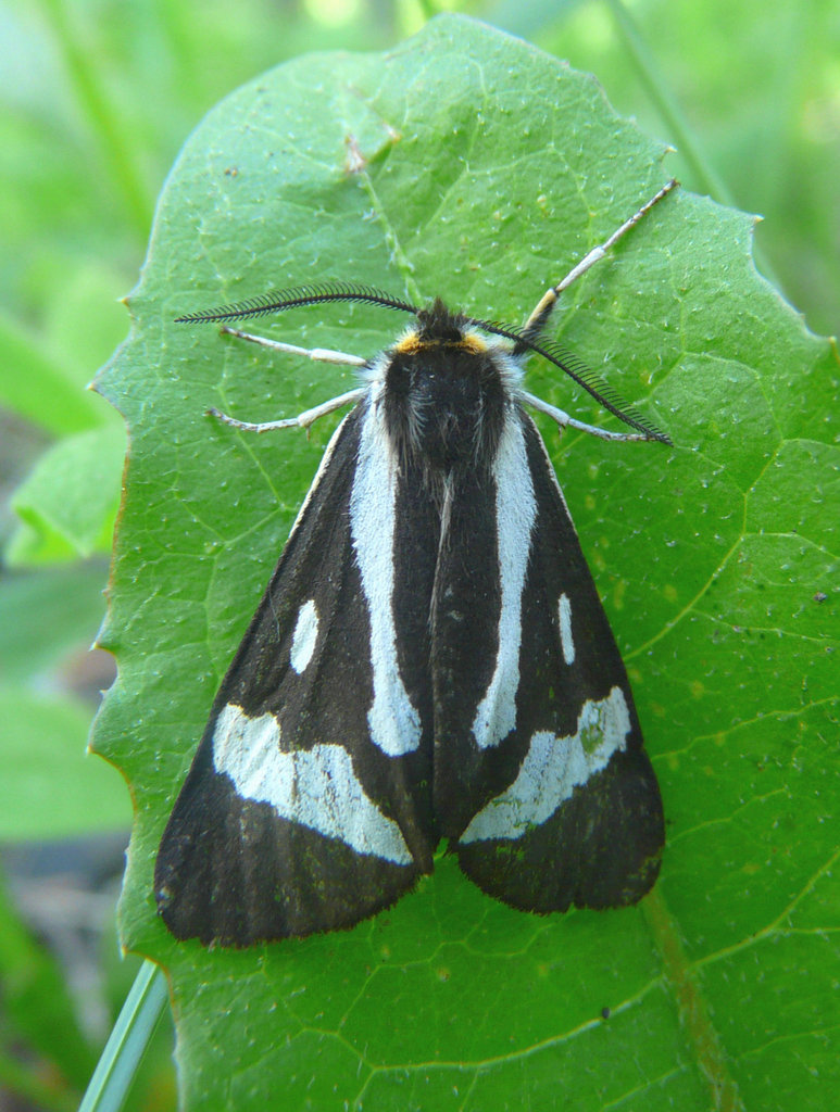 Black and White Tiger Moth / Parasemia plantaginis
