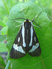 Black and White Tiger Moth / Parasemia plantaginis