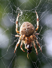 Another garden spider