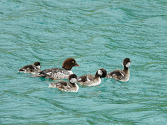 Common Goldeneye family