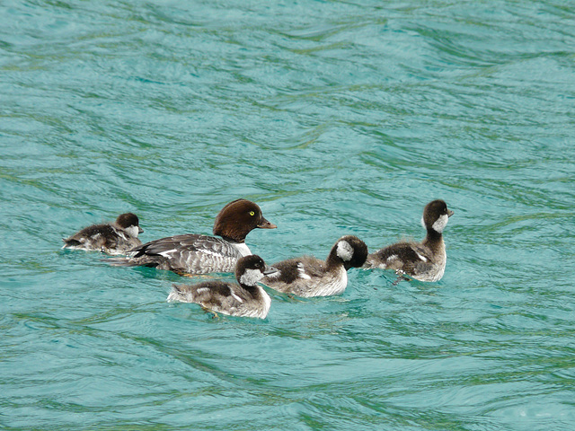 Common Goldeneye family Common Goldeneye family