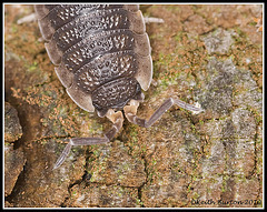 Woodlouse