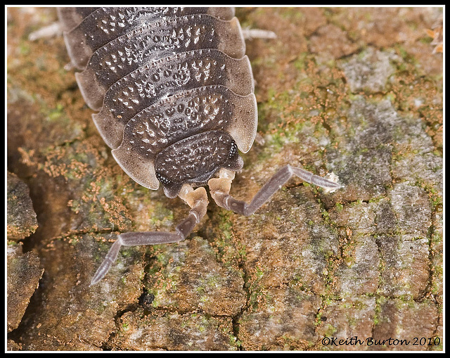 Woodlouse