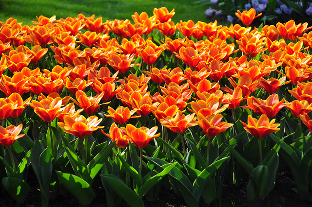 Keukenhof 2012 – Tulips