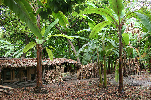 In the banana plantation