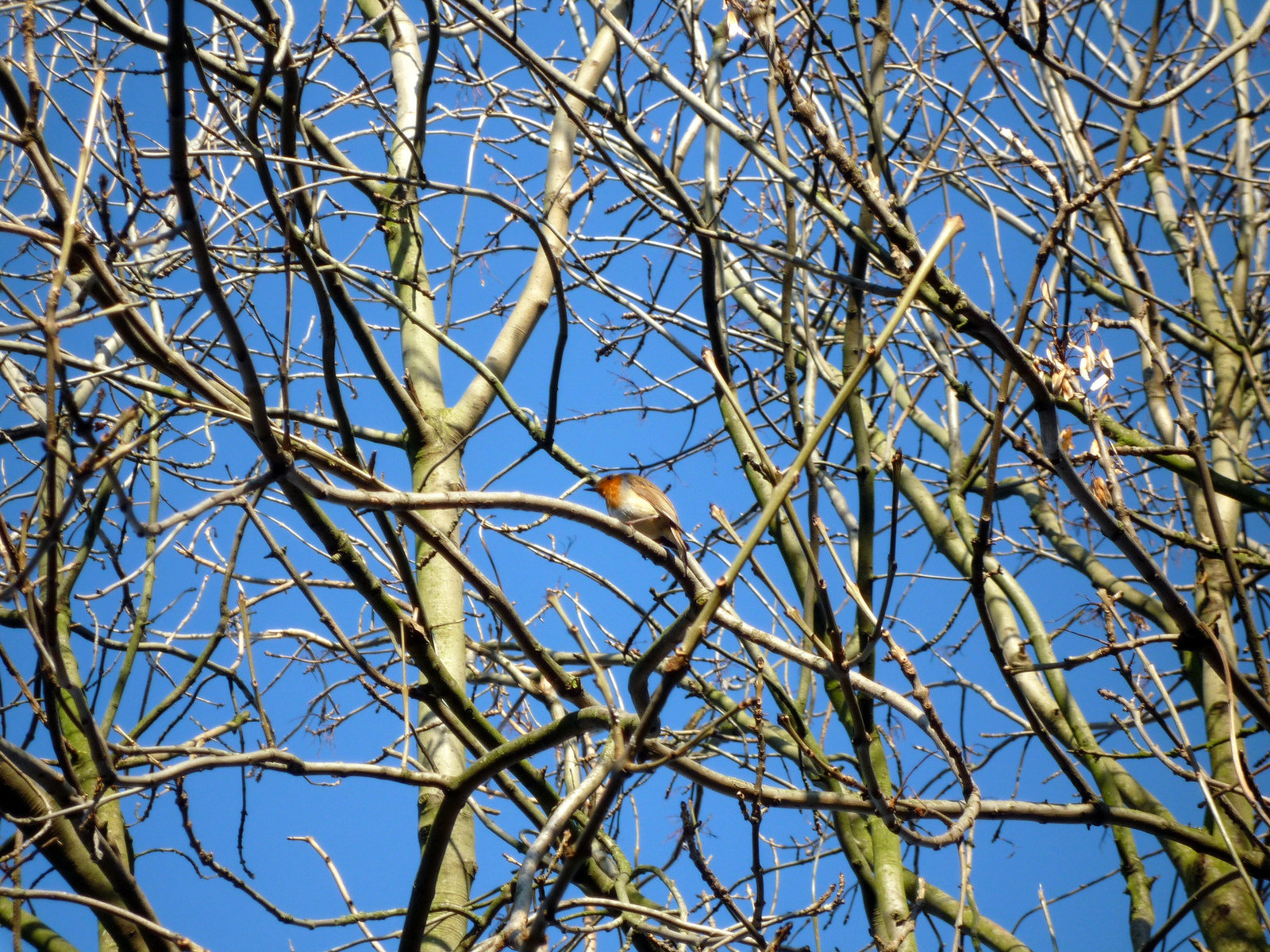 Robin