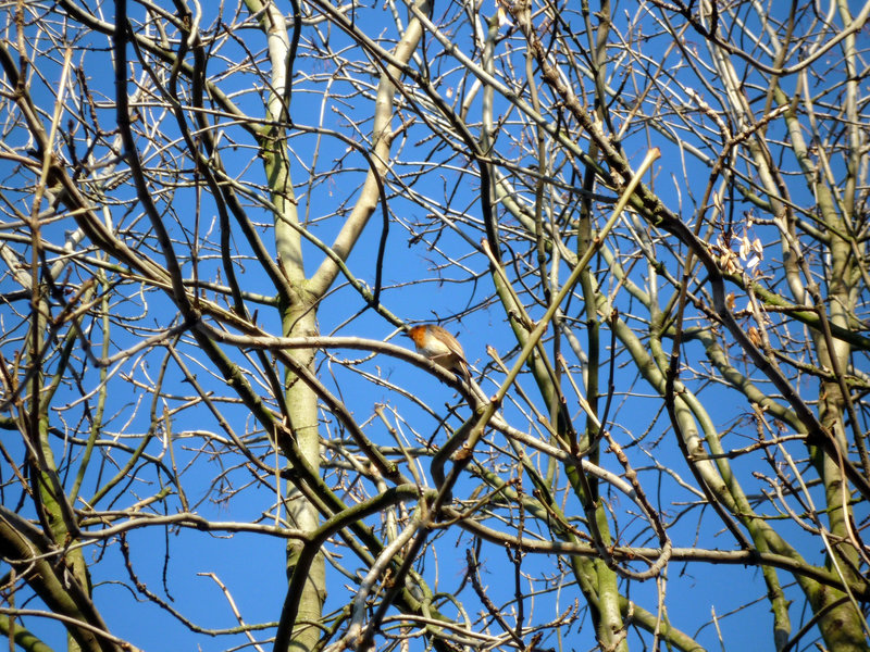 Robin