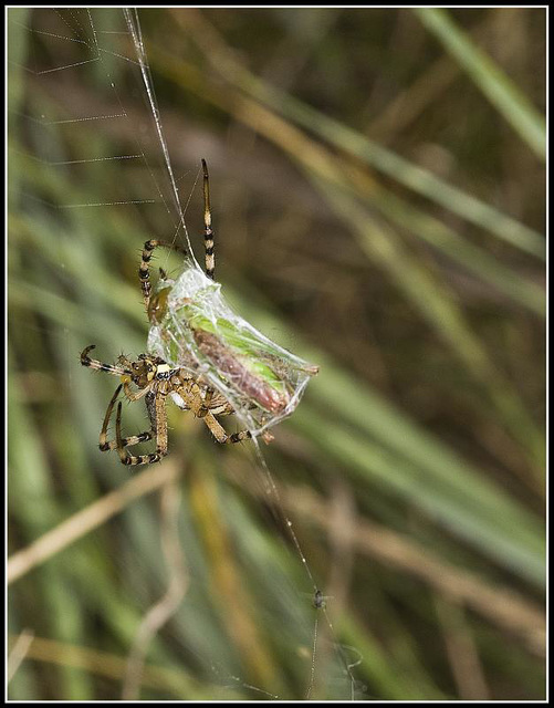 Wasp Spider