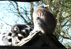 monkey world ape rescue centre, dorset