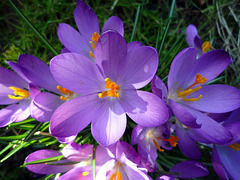 Crocuses