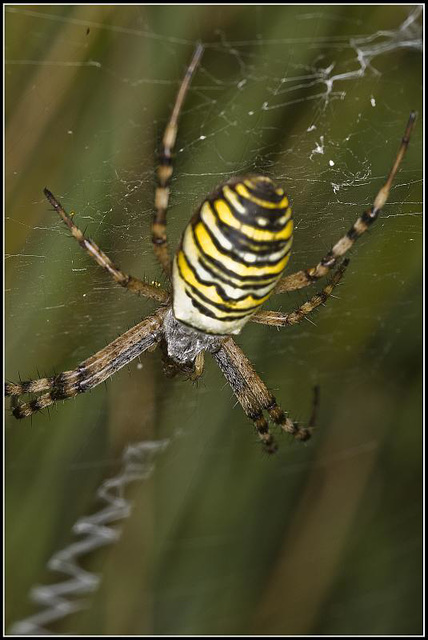 Wasp Spider