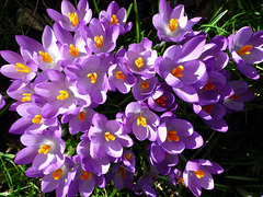 Crocuses 1