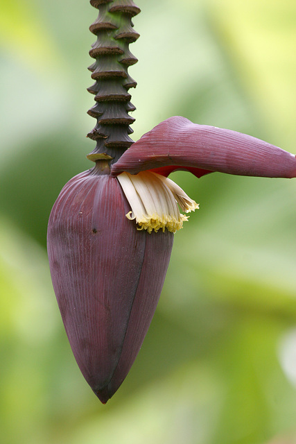 Banana flower