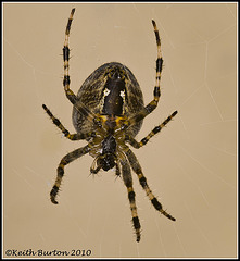 Garden Spider