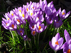 Crocuses 2