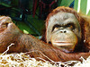 monkey world ape rescue centre, dorset