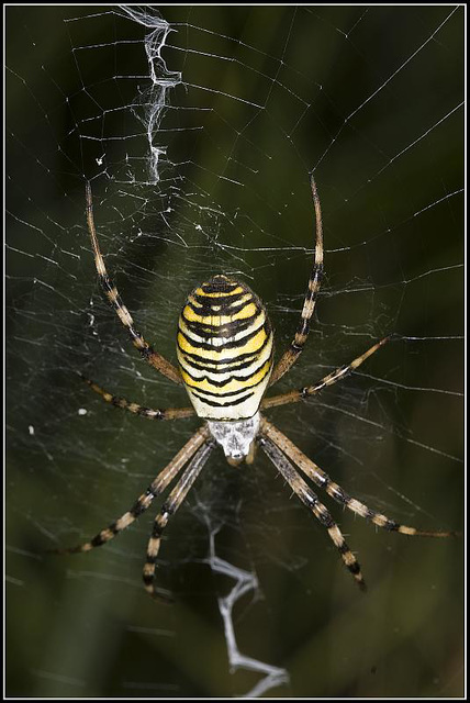 Wasp Spider