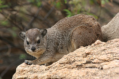 Rock Hyrax