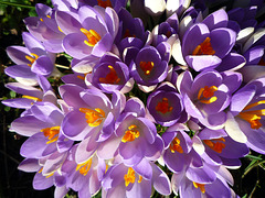 Crocuses 3